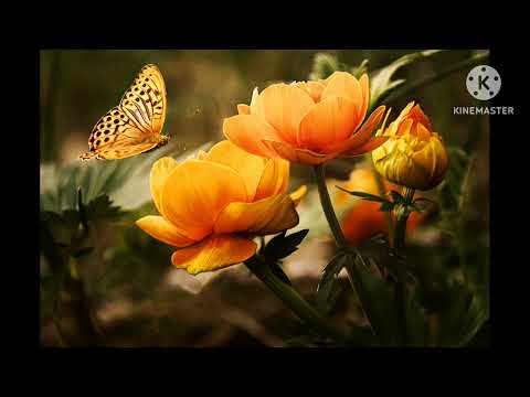 قصيدة يا رسول الله إني غريب أداء محمد شامية المكان زاوية سيدي الشيخ أبو النصر النقشبندية