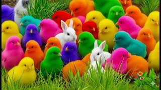 Download Lagu Tangkap ayam Lucu, ayam warna warni, ayam rainbow, kelinci lucu, bebek lucu, ikan koi, Hewan Lucu 🐤🐣 MP3