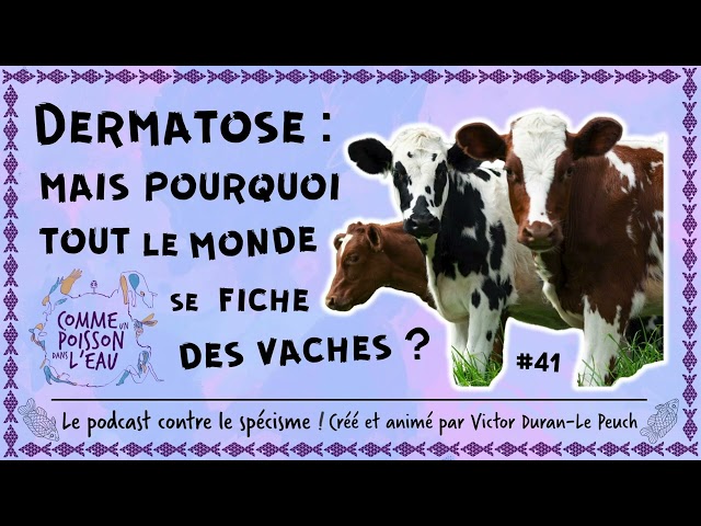#41 Dermatose : pourquoi tout le monde se fiche des vaches ?