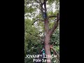High reach 12INCH Polesaw, 2in1 Designed, One for Hand pruner, another for Pole pruner.#tools