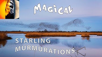 Magical vStarling Murmurations  Awesome Dance of The Starlings