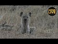 safariLIVE - Sunrise Safari - October 10, 2018