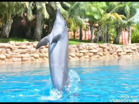 Dolphin Encounter||Video and photos ||Dolphin bay