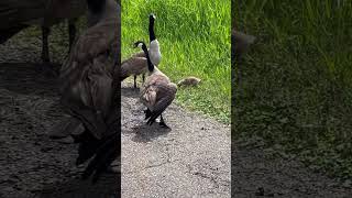 Cute baby geese crossing! #nature #shorts #ytshorts