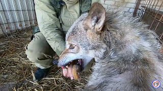 Wolf Hook and hard fight with staphylococcus