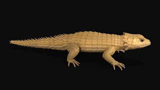 Preview | Sand Armadillo lizard | 3d animation - Bite