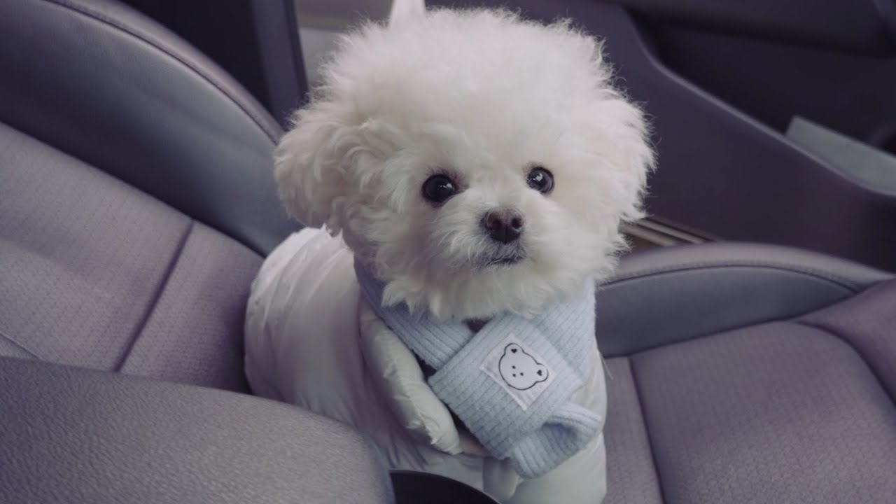 1살 비숑 탱자의 아침루틴