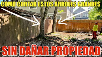 ¿Qué pasa si cortas un árbol por la mitad?