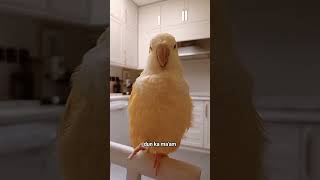 c pasaway #birds #fypシ #fypyoutube