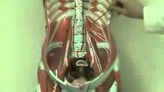Lumbar Plexus 2