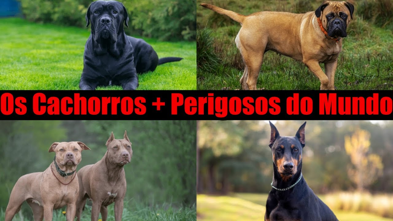 As 10 Raças de Cachorros mais perigosas do mundo! - YouTube