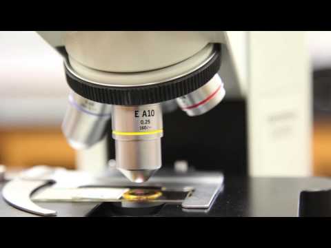 Compound Microscope