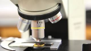 Compound Microscope