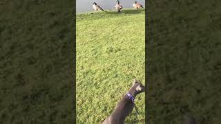 Blue Staff Likes Swans