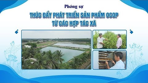 Thúc đẩy phát triển sản phẩm OCOP từ các hợp tác xã | PHÓNG SỰ | TayNinhTVDVC