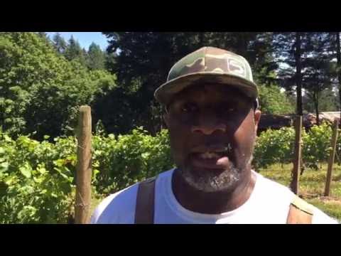 Video: Bertony Faustin Från Abbey Creek Vineyard Arbetar För Att Diversifiera Vin