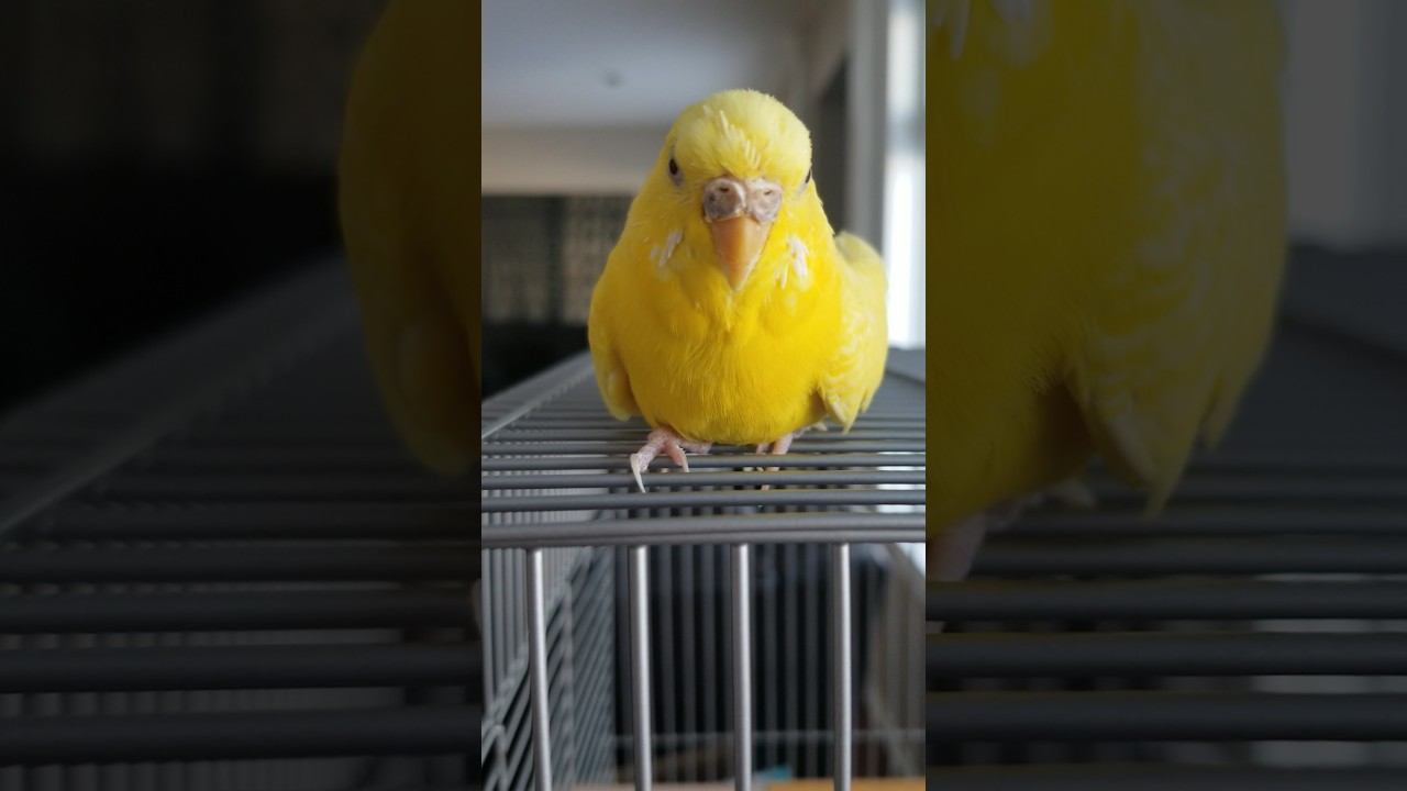 Budgie Friend 