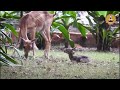 Fawn-tastic Day @IITMadrasOfficial