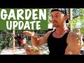 An Update of My Backyard Raised Bed Garden - 3 Months In...Amazing!