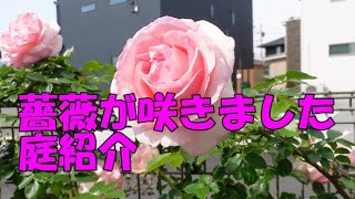 【趣味の園芸】薔薇が咲きました庭紹介
