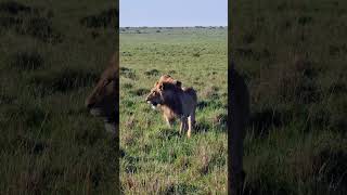 Young Lions #Wildlife | #ShortsAfrica #DiscoverMyAfrica