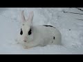 Blanc de hotot rabbit digging in snow