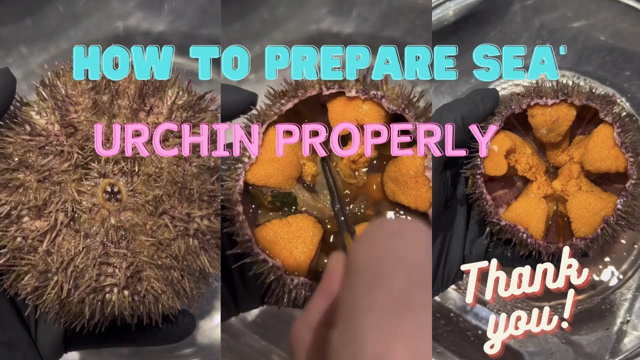 How to Prepare Sea Urchin with Ease YouTube