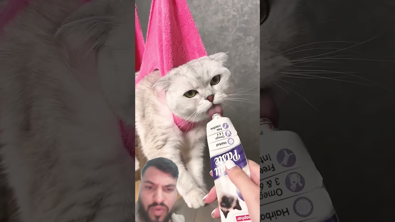 How to Trim Your Cat's Claws Without Drama! ✂️😼 