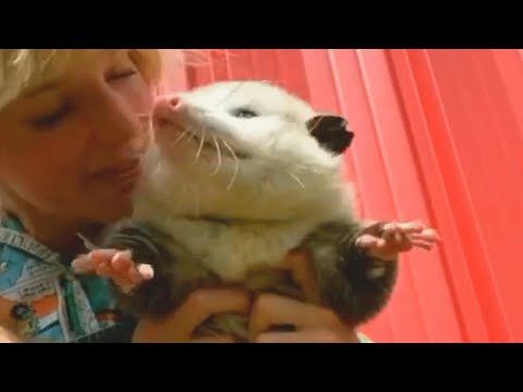 Video: Er opossums primære forbrugere?