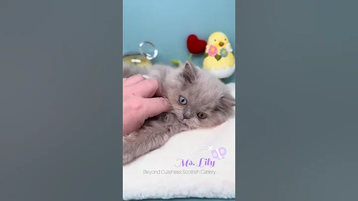 Video 11383121: british longhair cat kittens, british longhair kitten female, cute british longhair kitten, british longhair lilac, british kitten pets, cutecat british