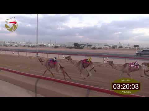 سباق الحقاقة الطي 17 01 2026 ش1 زعفرانه لـ حمد علي سلامه الهاجري 5 53 سباق الحقاقة الطي 17 01 2026 ش1 زعفرانه لـ حمد علي سلامه الهاجري 5 53