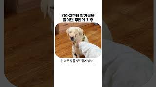 자존심 강한 강아지 쓰다듬을 때 절대 하면 안 되는 행동 ㅋㅋㅋ