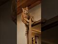 cat Tum Dekho donon Kya kar rahi hai🫢#cat #dog