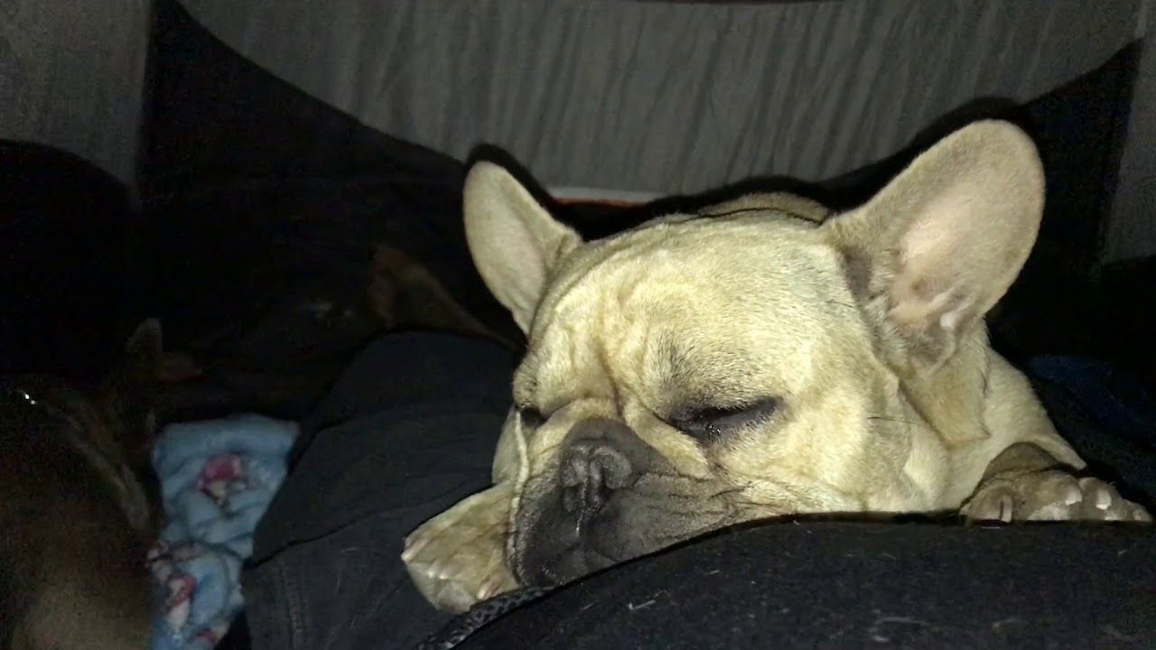 Why Do Frenchie Farts Smell So Bad - Backpacking With The Frenchies