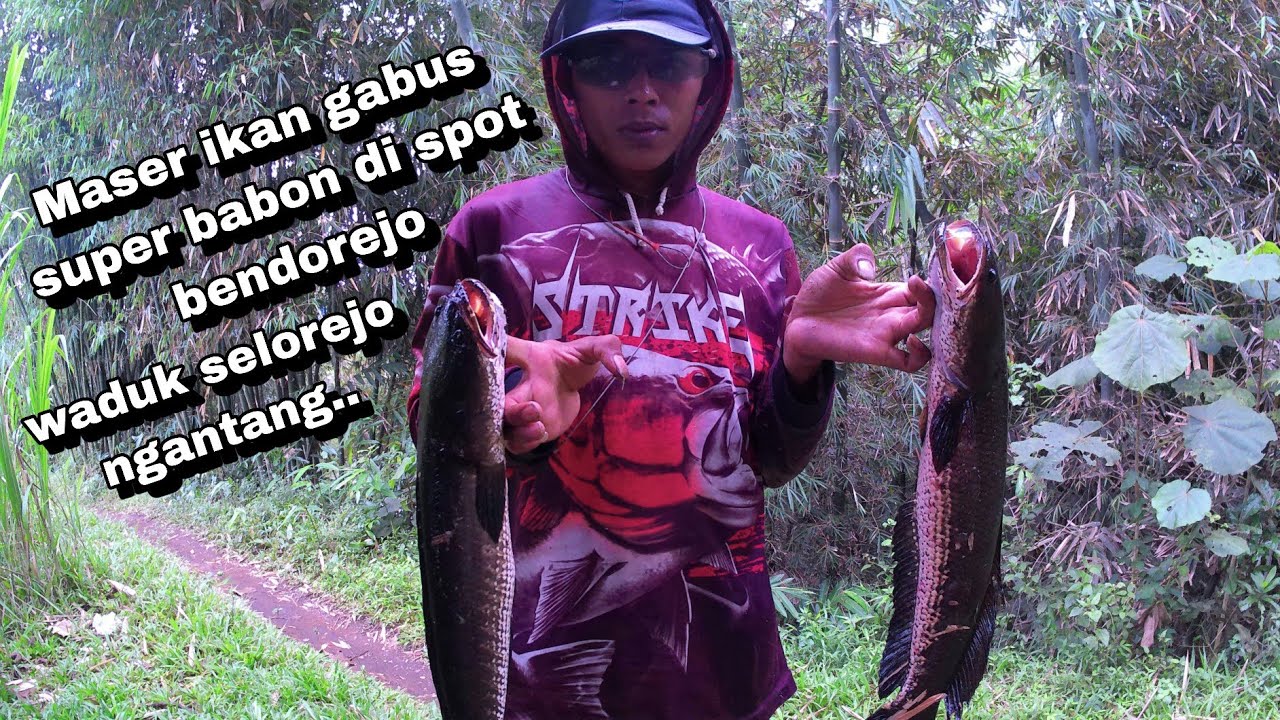 Maser Ikan Gabus Super Babon Di Spot Bendorejo Waduk Selorejo Ngantang