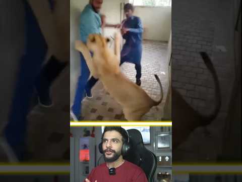 حمله شیر خانگی به مهمان Shorts حیوانات Animals شیر