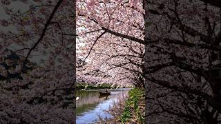 Nature's petal shower🌸🚣‍♀️#ASMR #CherryBlossom#NatureRelaxation#ViralShorts@VerdantPulseASMR#fyp