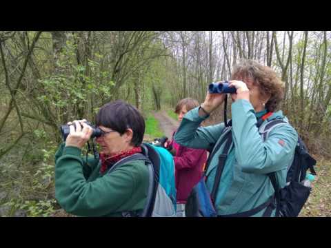birdingtrip: Vogelbeobachtung westliches