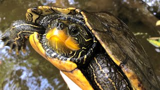 Creek Tunnels and a Beautiful Map Turtle!