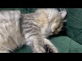「ソファ」と子猫-CatVlog 47