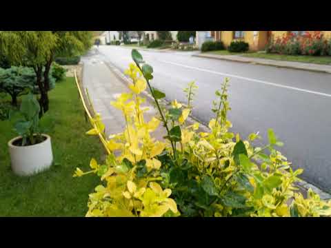 Nokia 7 plus ukázka videa (4K, 30FPS)