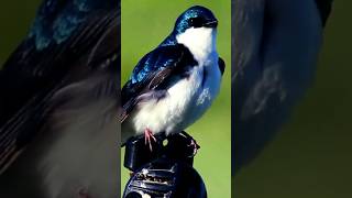 Tree Swallow Call | Swallow Bird Sound #shorts #youtubeshorts #birdsounds