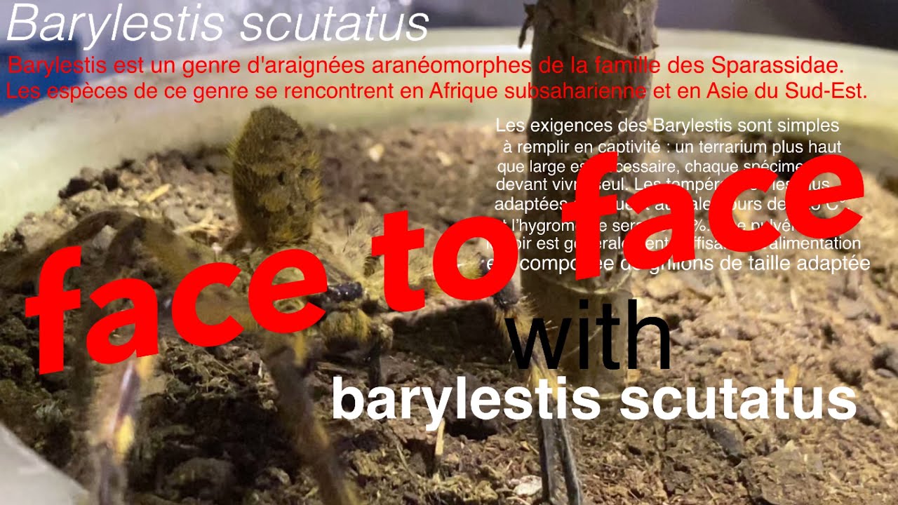 face-to-face with a spider !! (barylestis scutatus) !!