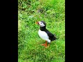 北極海鸚 Atlantic Puffin #birds #birdingparadise #wildlife #nature #birdphotography #4k #birdswatching