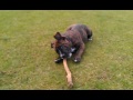Cute puppy playing in the park.