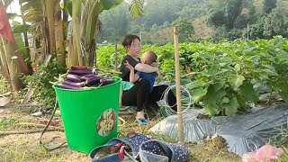 Harvest eggplants to sell, a good sales day - Ly Thi Vy