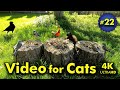 4K TV For Cats | Spring has Sprung | Bird and Squirrel Watching | Video 22