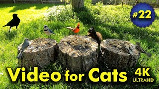 4K TV For Cats | Spring has Sprung | Bird and Squirrel Watching | Video 22 by Blue Wind Creations 86,938 views 1 year ago 4 hours, 2 minutes