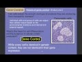 Gene control part 1 eukaryotes