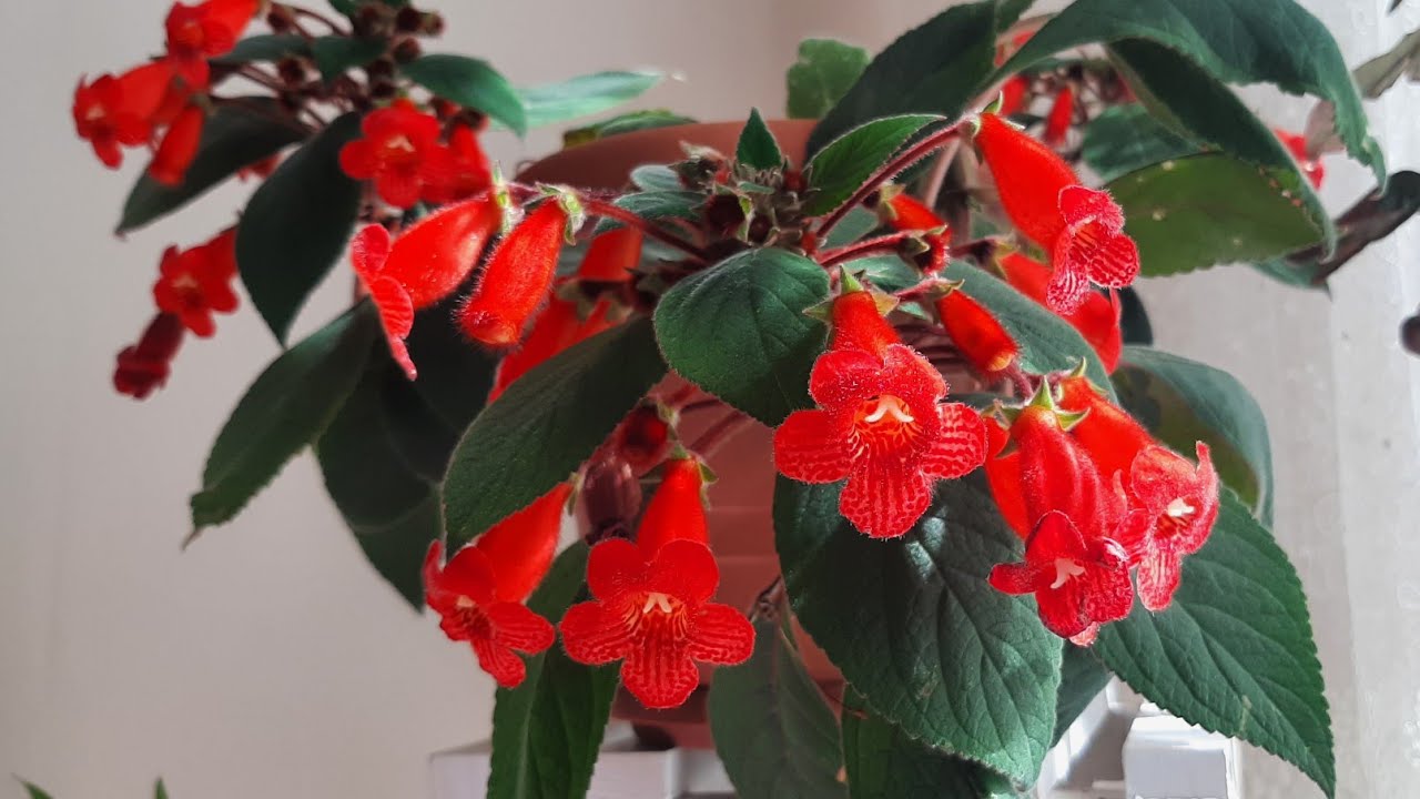 Kohleriya, Komşu Çatlatan, Japon Küpelisi nasıl bol tomurcuk ve çiçek açtı?